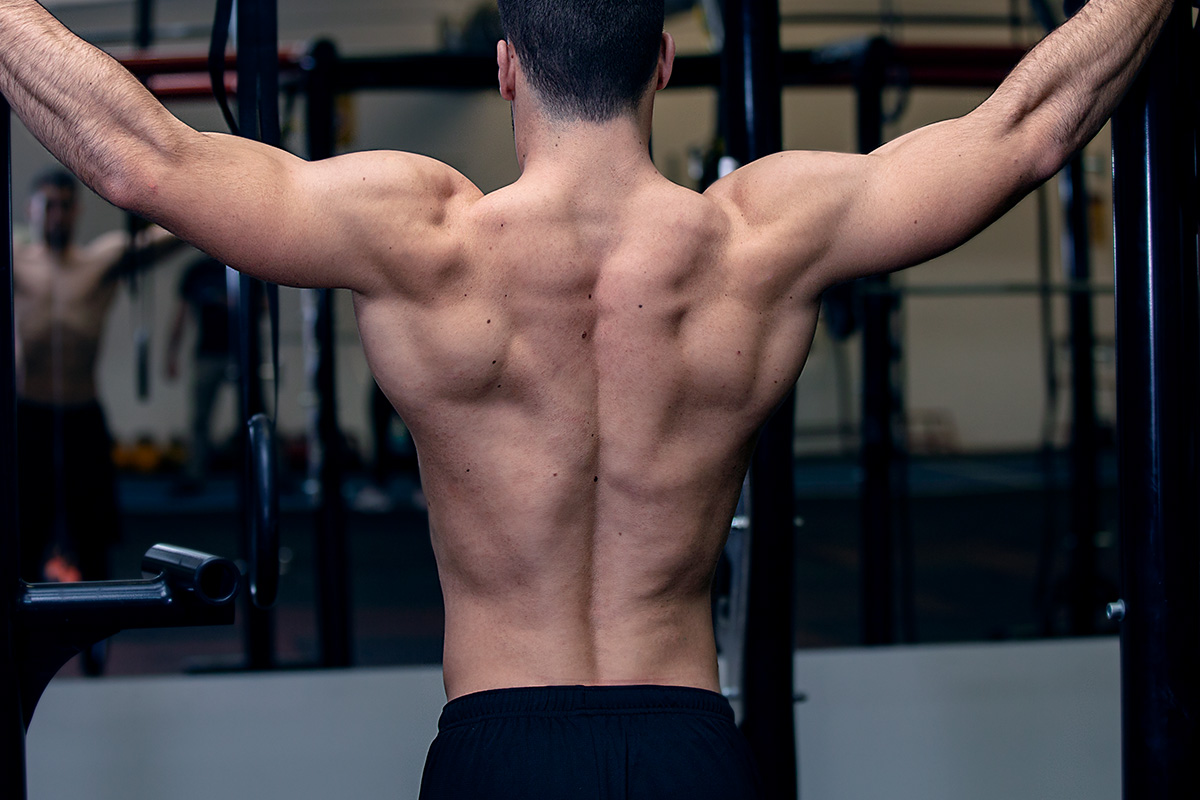 Back muscles